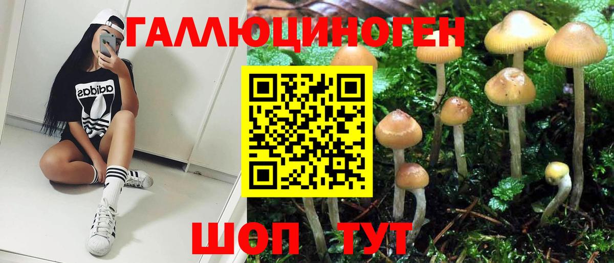 Псилоцибиновые грибы Psilocybe Ивантеевка